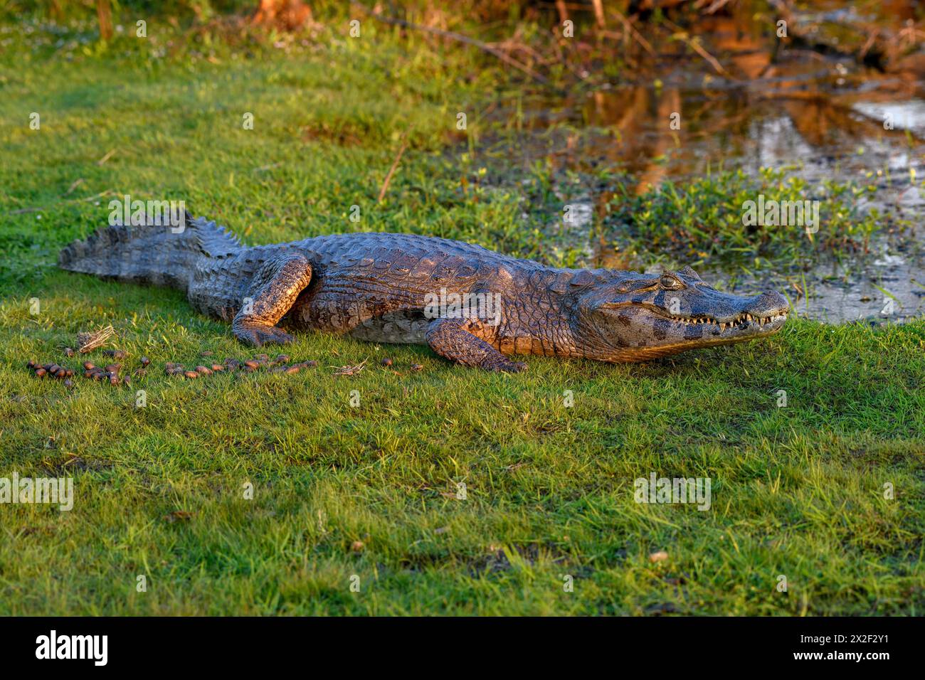 Zoologie, Reptil (Reptilia), brauner Kaiman (Caiman yacare oder Caiman crocodilus yacara), mit Cambyretá, ADDITIONAL-RIGHTS-CLEARANCE-INFO-NOT-AVAILABLE Stockfoto
