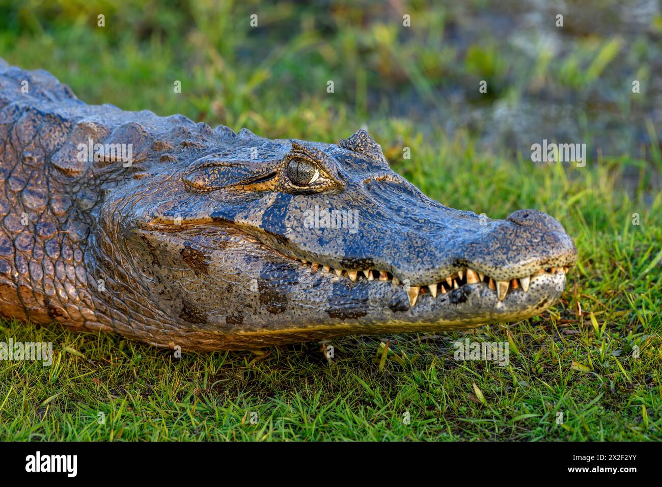 Zoologie, Reptil (Reptilia), brauner Kaiman (Caiman yacare oder Caiman crocodilus yacara), mit Cambyretá, ADDITIONAL-RIGHTS-CLEARANCE-INFO-NOT-AVAILABLE Stockfoto