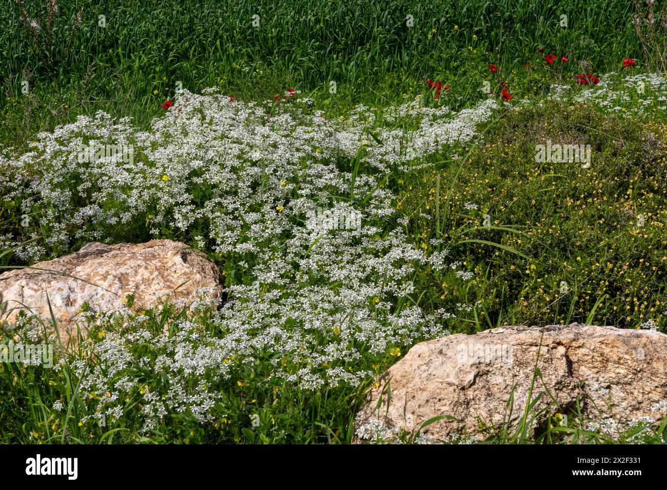 Scandix pecten-veneris (Hirtennadel, Venuskamm, Storchennadel) ist eine essbare Pflanzenart aus der Familie der Apiaceae. Es ist nativ in Stockfoto