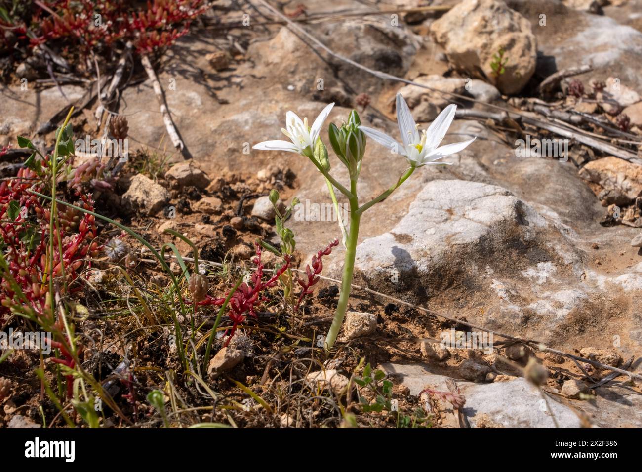 Ornithogalum narbonense, die gebräuchlichen Namen Narbonne-Stern-von-Bethlehem, pyramidenförmiger Stern-von-Bethlehem und südlicher Stern-von-Bethlehem, ist eine krautige Perennie Stockfoto