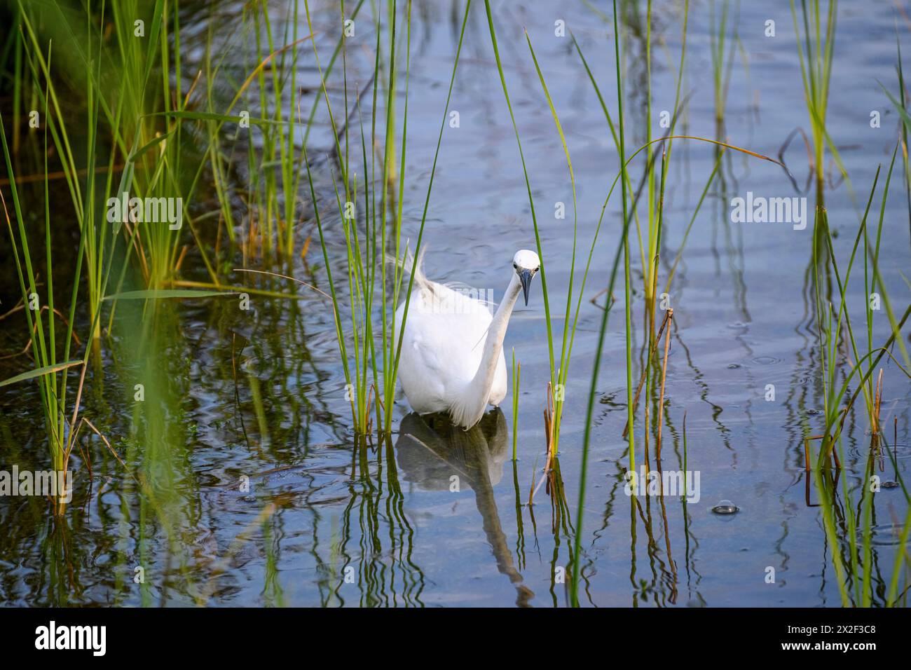 Egretta garzetta - kleiner Egret, dieser kleine weiße Reiher ist in wärmeren Teilen Europas und Asiens beheimatet, fotografiert am künstlichen ökologischen Teich und Stockfoto