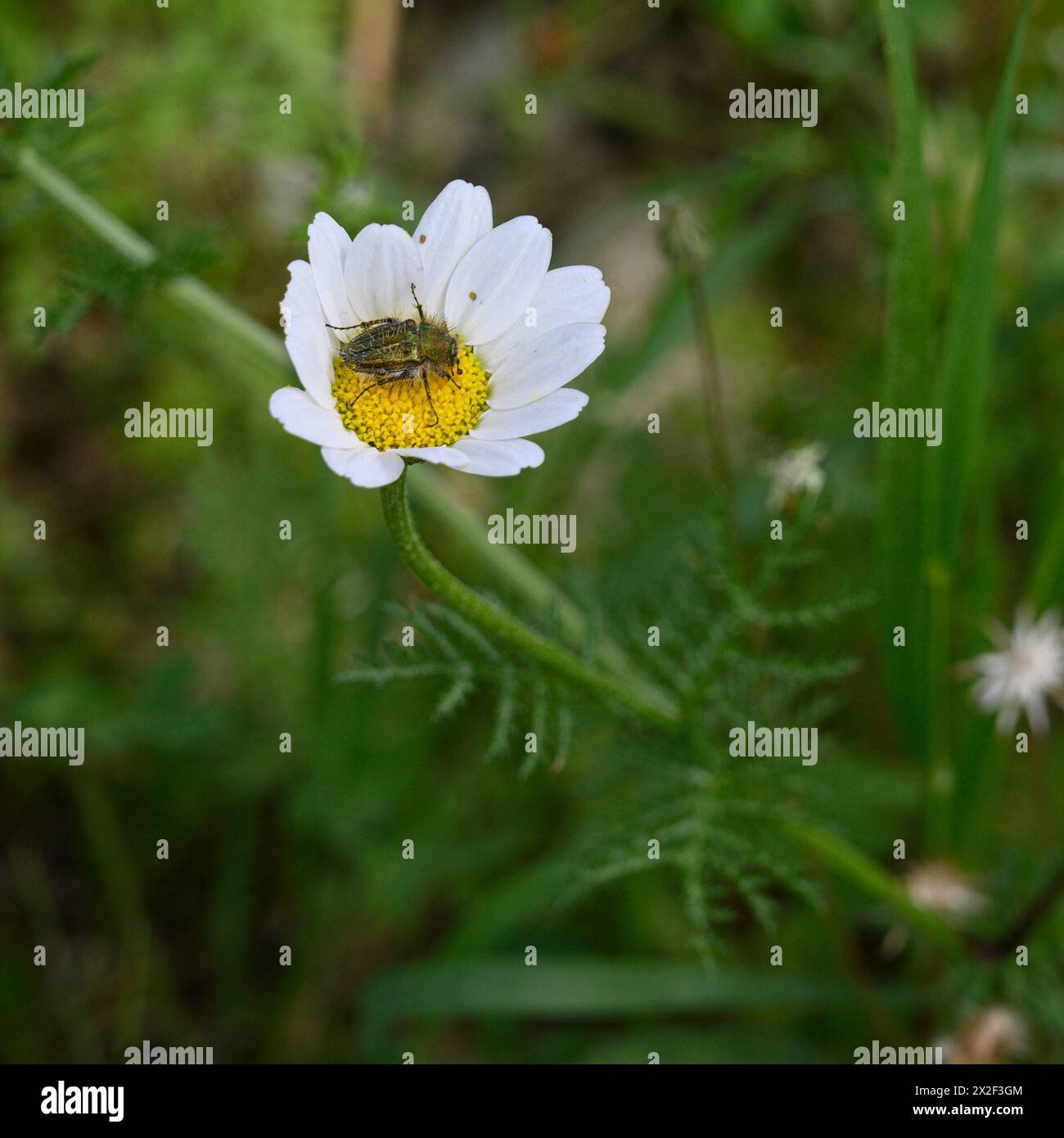 Insekten auf einer weißen und gelben Anthemis Chia Blume Anthemis ist eine Gattung aromatisch blühender Pflanzen aus der Familie der Asteraceae, die eng mit Chama verwandt ist Stockfoto