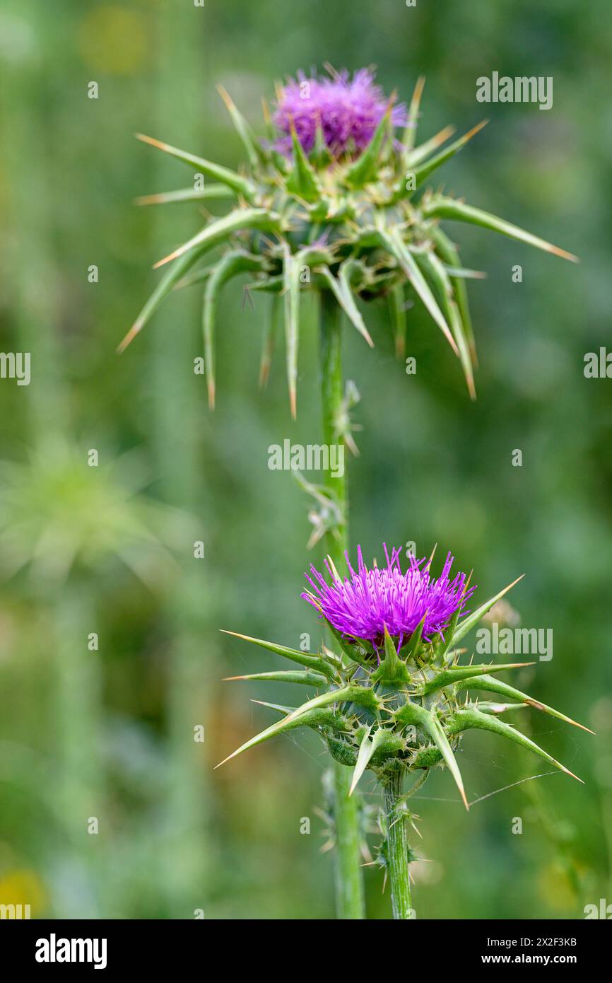 Silybum marianum unsere Lieben-Thistle, Heilige Thistle, Milch-Thistle خرفيش الجمالPhotographed im unteren Galiläa, Israel im März Silybum marianum ist ein s Stockfoto