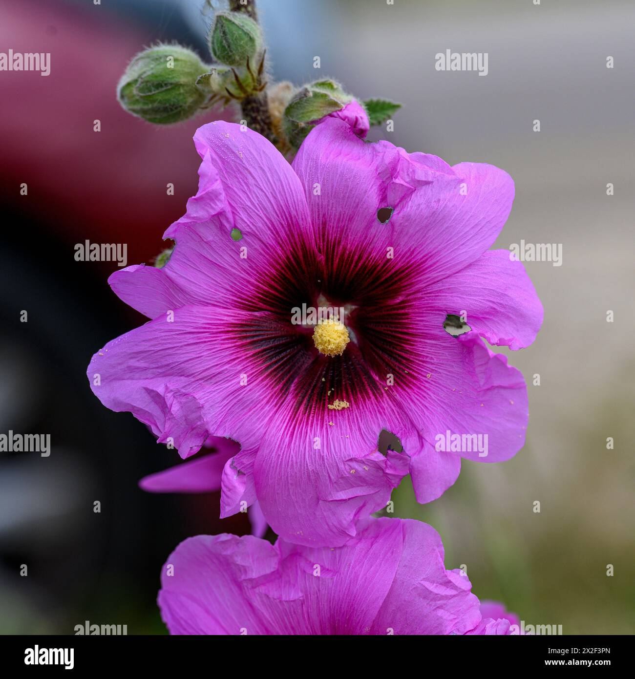 Nahaufnahme der rosafarbenen Blüten und Knospen des braunen Hollyhocks (Alcea setosa) خطميه, fotografiert im März in Untergaliläa, Israel Stockfoto