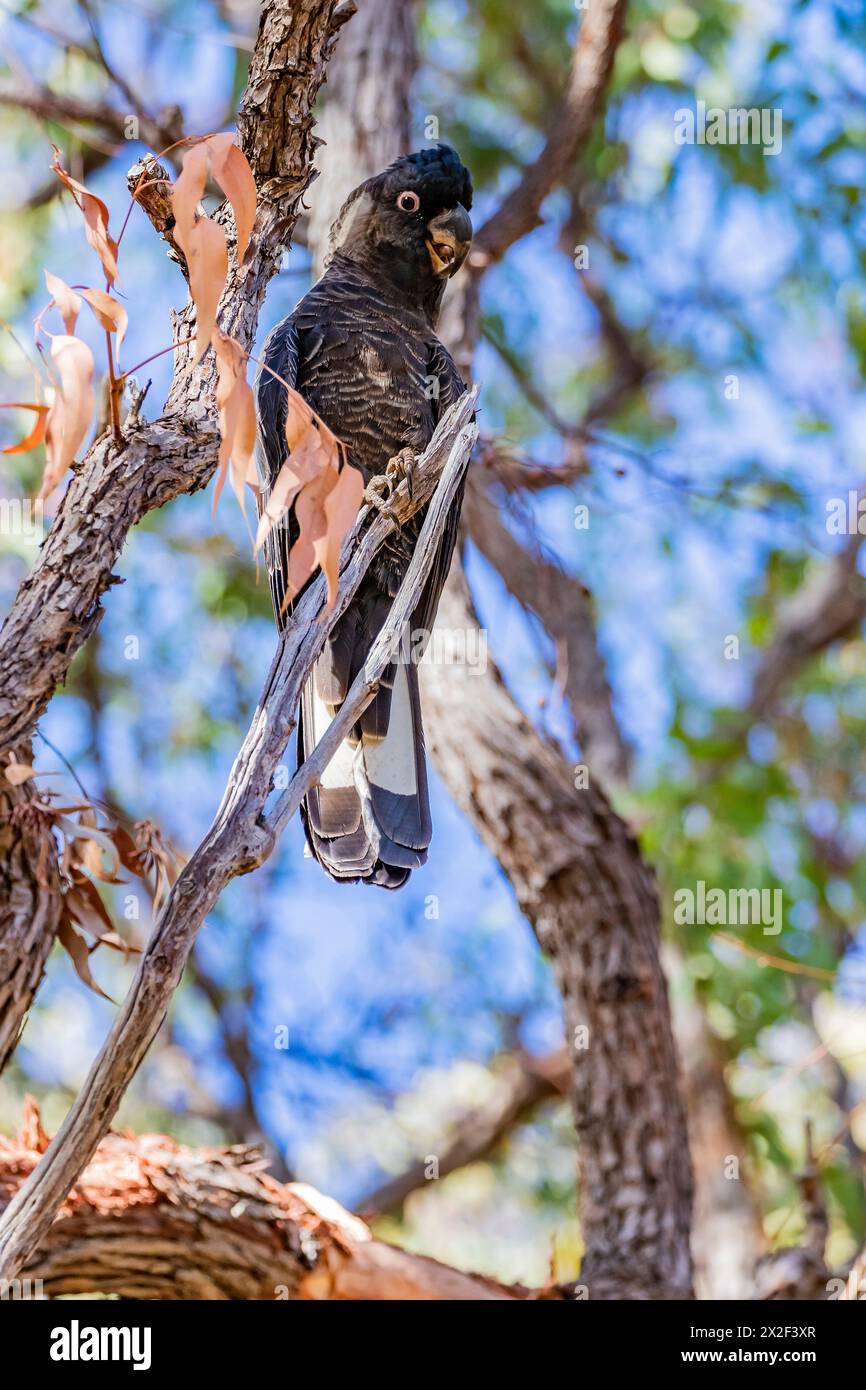 Baudin's Cockatoo. (Calyptorhynchus baudinii) bekannt als Schwarzer Weißschwanzkakatoo, der in Bickley, Perth Hills, Western Australia, aufgenommen wird. Stockfoto