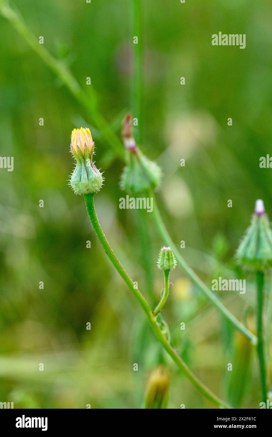 Bud von Urospermum picroides eine blühende Pflanzenart aus der Familie der Asteraceae, bekannt unter dem gebräuchlichen Namen Stachelgoldenfleece. Es ist in EURAS beheimatet Stockfoto
