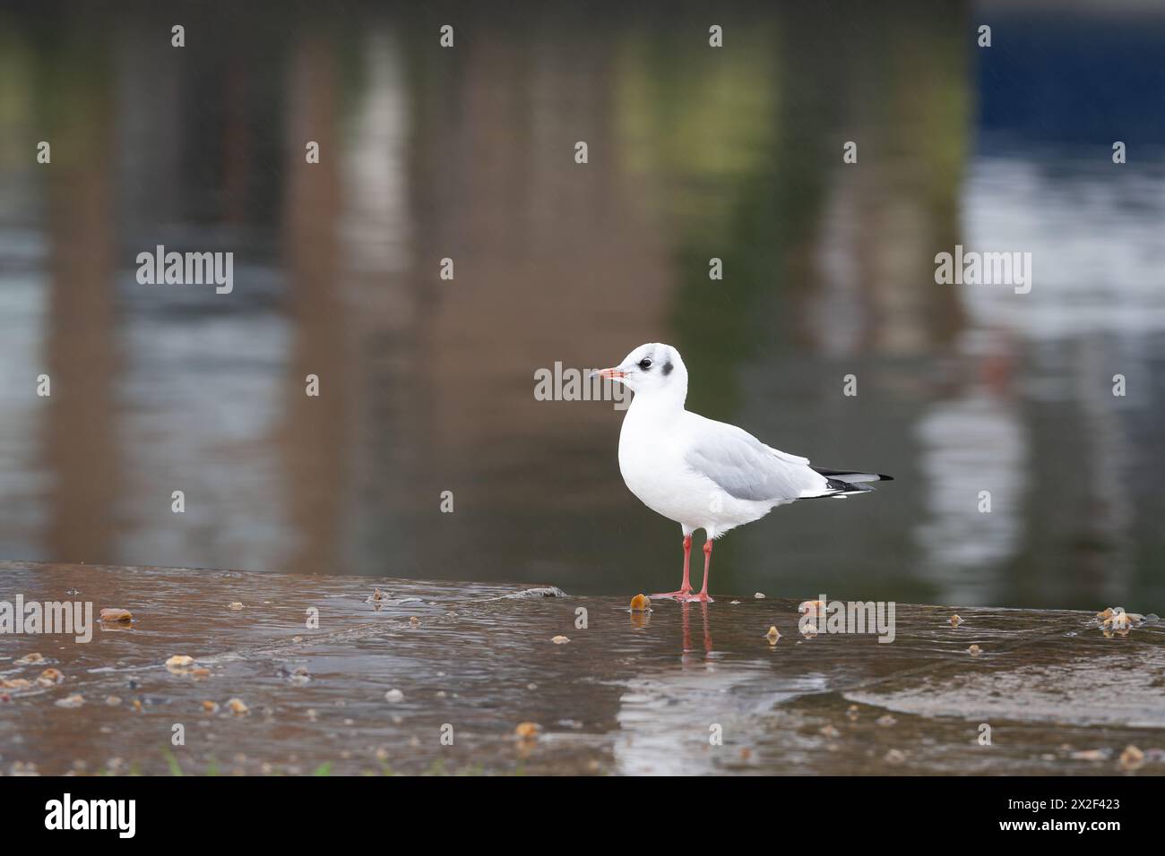 Schwarzkopfmöwe (Chroicocephalus ridibundus) im Wintergefieder. Herbstregen in einer Küstenstadt. Stockfoto