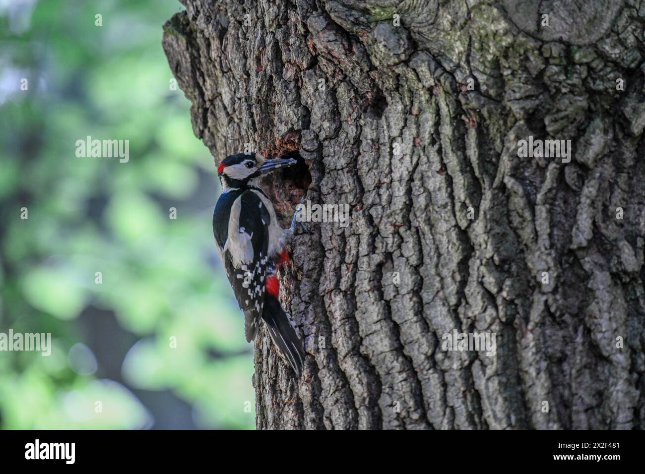 Zoologie, Vögel (Aves), Spechte (Dendrocopos Major), frei leben, München, Bayern, ADDITIONAL-RIGHTS-CLEARANCE-INFO-NOT-AVAILABLE Stockfoto