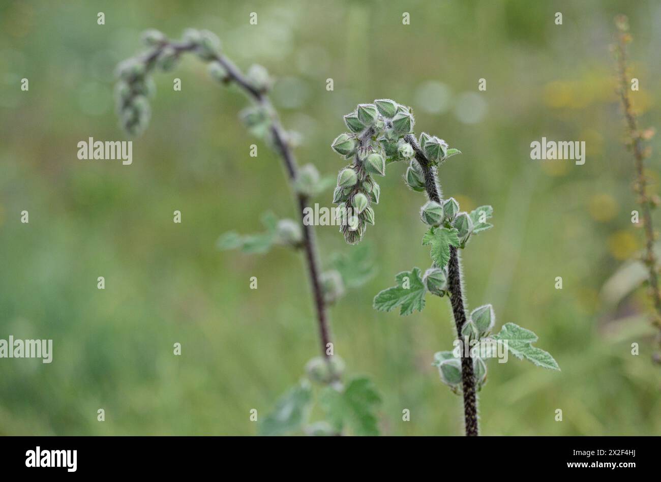 Blühende Knospen Knospen des braunen Hollyhocks (Alcea setosa) خطميه, fotografiert im März in Untergaliläa, Israel Stockfoto