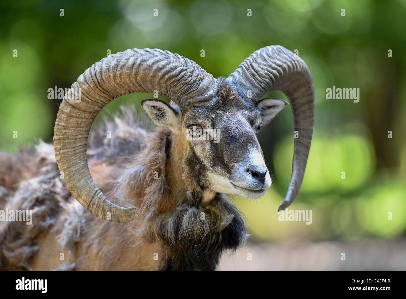 Zoologie, Säugetier (Säugetiere), Europäisches Mufflon (Ovis gmelini musimon), Captive, Bayern, Deutschland, ADDITIONAL-RIGHTS-CLEARANCE-INFO-NOT-AVAILABLE Stockfoto