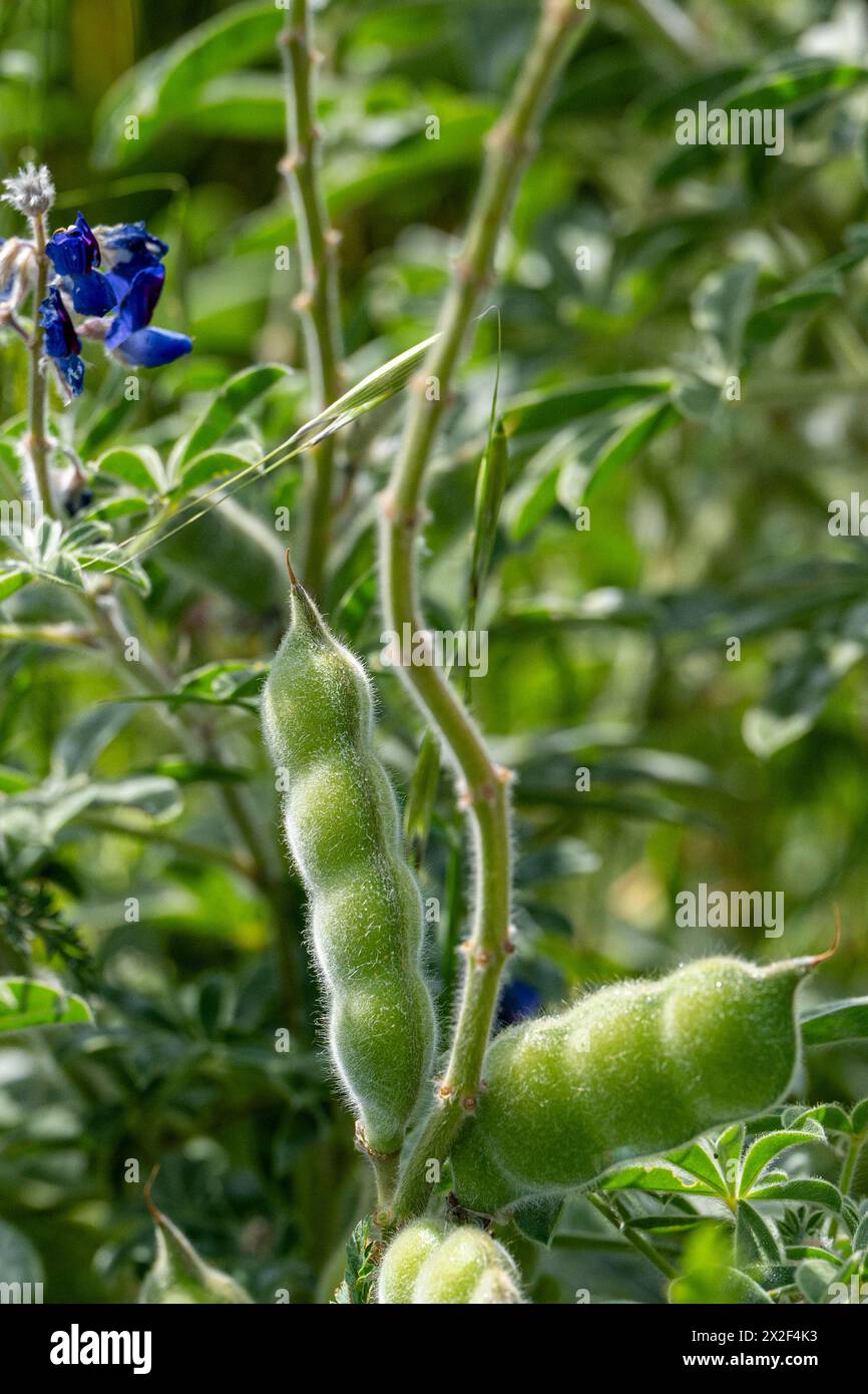 Blaue Lupine (Lupinus pilosus) Samenkapsel fotografiert in Israel im März fotografiert in Untergaliläa, Israel im März Stockfoto