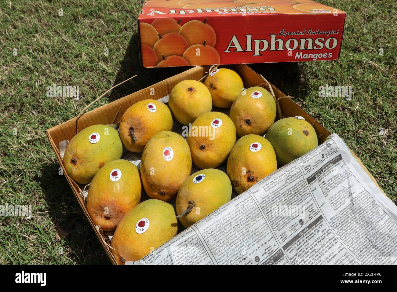 Alphanso Ratnagiri Mangos in einer Schachtel zum Verkaufen und Kaufen, Mangos Hintergrund Stockfoto