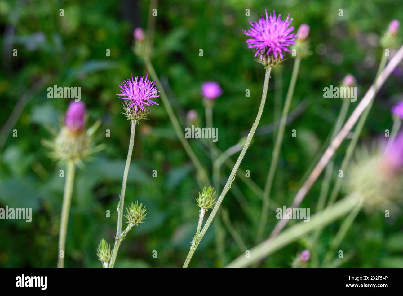 Silberdistel (Carduus argentatus), fotografiert im März in Untergaliläa, Israel, ist ein jährliches Kraut aus der Familie der Asteraceae. Stockfoto