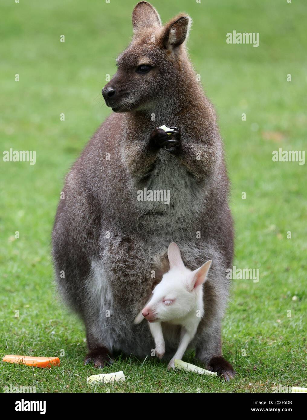 Marlow, Deutschland. April 2024. Känguru Baby Abigail, ein Albino, kann in der Tasche ihrer Mutter im Bennett Känguru Gehege im Marlow Bird Park gesehen werden. Albino-Kängurus sind eine Seltenheit und kommen nur bei einer von 10.000 Geburten in freier Wildbahn vor. Das letzte Albino-Känguru im Vogelpark wurde 2011 geboren. Quelle: Bernd Wüstneck/dpa/Alamy Live News Stockfoto