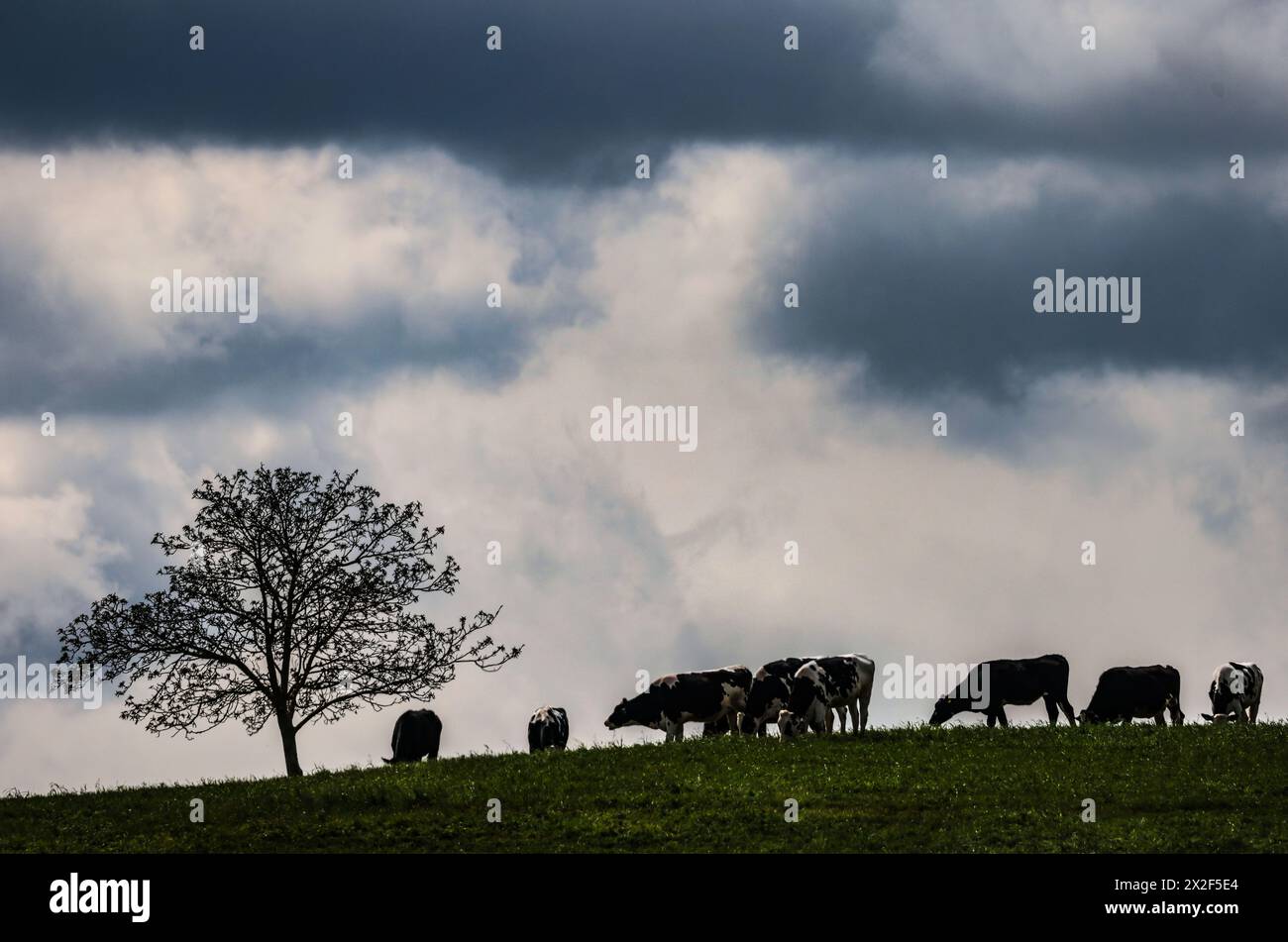 22. April 2024, Nordrhein-Westfalen, Zülpich: Kühe weiden auf einem Feld. Foto: Oliver Berg/dpa Stockfoto