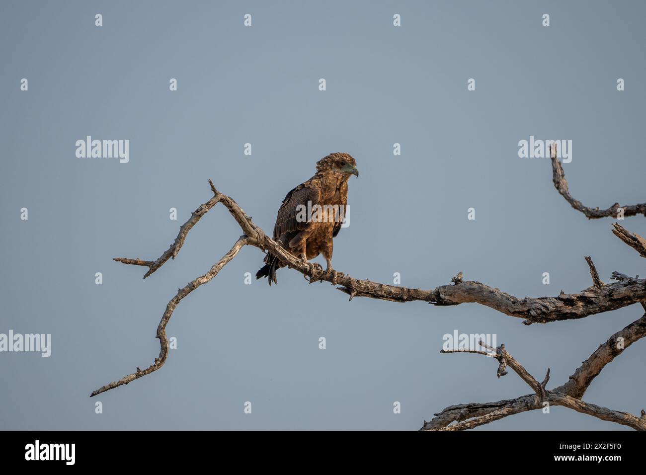 Bateleur (Terathopius ecaudatus) auf einem Ast. Fotografiert in Botswana. Stockfoto