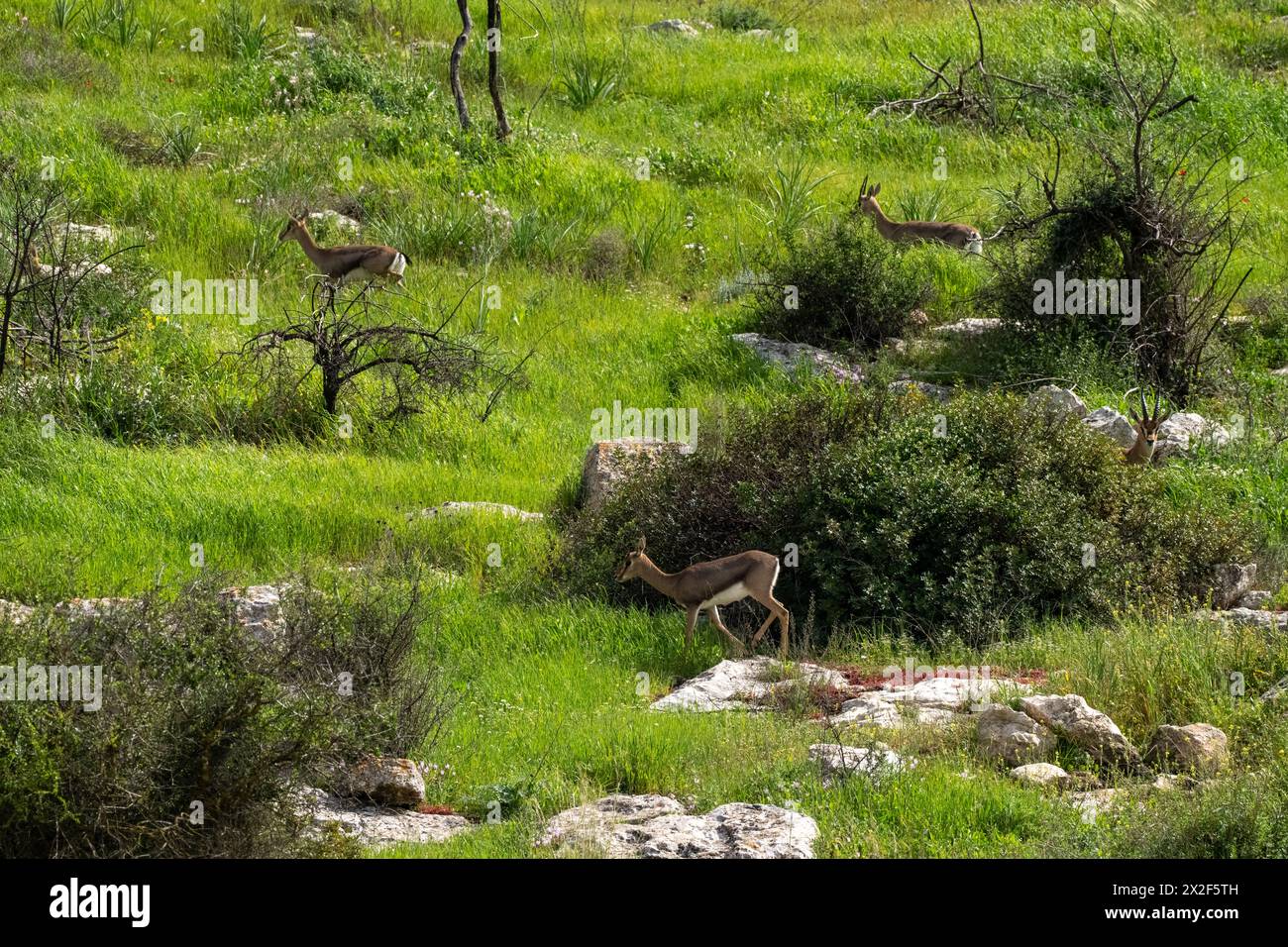 Eine Herde von Mountain Gazelle alias Palestine Mountain Gazelle (Gazella gazella). Fotografiert in Judäa-Vorgebirgen, Israel. Die Berg gazella ist der Mo Stockfoto
