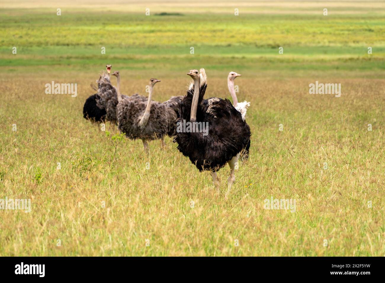 Strauß (Struthio camelus) in der afrikanischen Savanne Stockfoto
