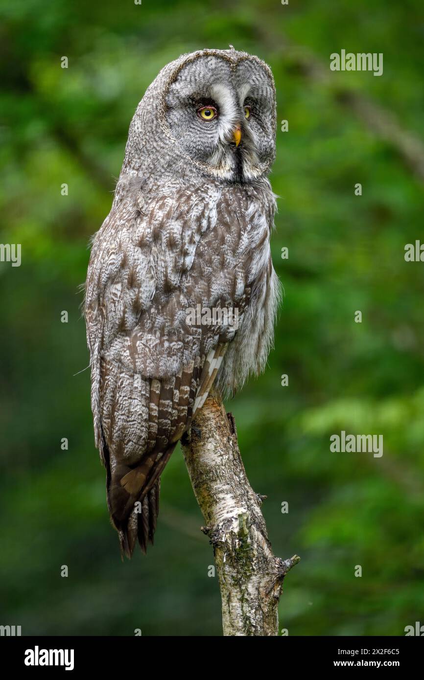 Zoologie, Vögel (Aves), Großauze (Strix nebulosa), Parc Animalier de Sainte-Croix, ADDITIONAL-RIGHTS-CLEARANCE-INFO-NOT-AVAILABLE Stockfoto