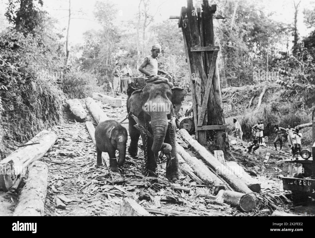 DIE BRITISCHE ARMEE IM BURMA-FELDZUG 1942-1945 – Eine Elefantenfrau mit ihrem Kalb, die einen Holzstamm für den Brückenbau zerrt. Foto wahrscheinlich in Birma gemacht, exaktes Datum unbekannt, britische Armee Stockfoto