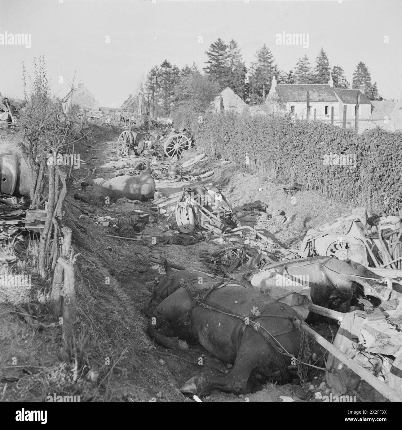 Tote deutsche Pferde liegen zwischen zerstörten Fahrzeugen und militärischer Ausrüstung in einer Spur innerhalb der Falaise Pocket während der Schlacht von der Normandie am 25. August 1944. Stockfoto