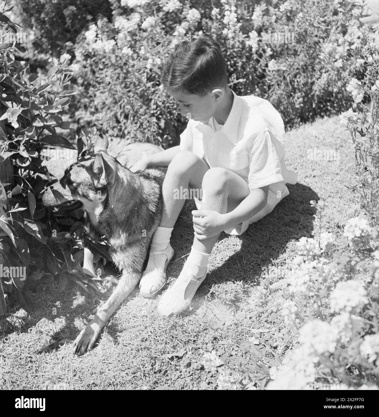 König Faisal II. Von Irak wird mit einem Hund in einem Garten in Bagdad fotografiert, der von Cecil Beaton als Teil seiner politischen und militärischen Persönlichkeitsserie gefangen genommen wurde. Stockfoto