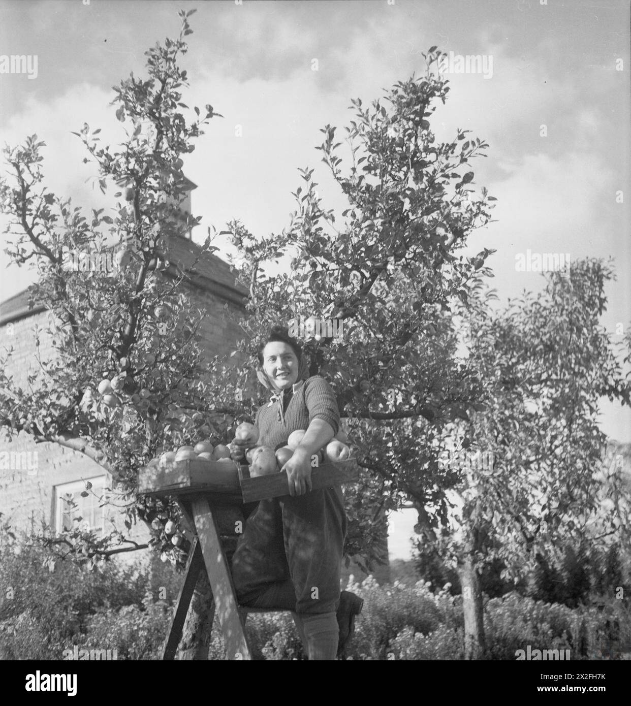 Miss Winnie Kent von der Women's Land Army sammelt 1939-1945 Äpfel als Teil des britischen Landwirtschaftsdienstes. Stockfoto