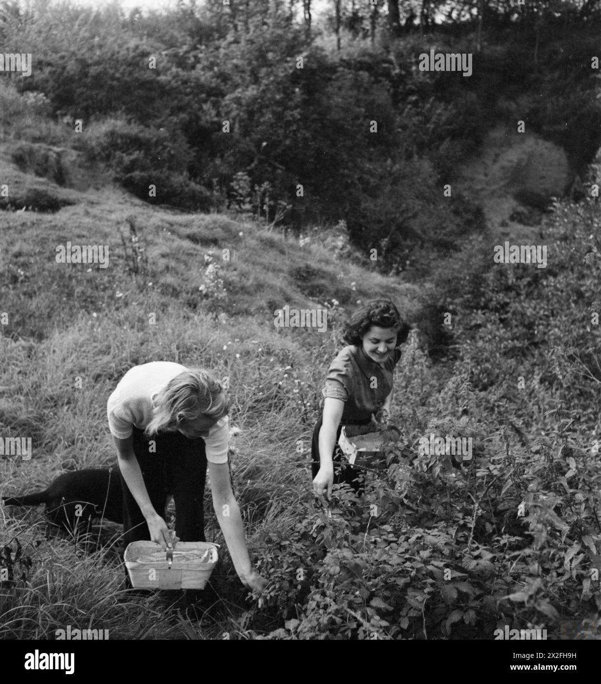 INVASION VILLAGE: ALLTAG IN ORFORD, SUFFOLK, ENGLAND, 1941 – Judy (links) und Pat Bunbury, Töchter von Sir Henry Bunbury, pflücken Brombeeren im Rahmen des Dorfkrieges. Sir Henry ist der Organisator des Invasionskomitees Stockfoto