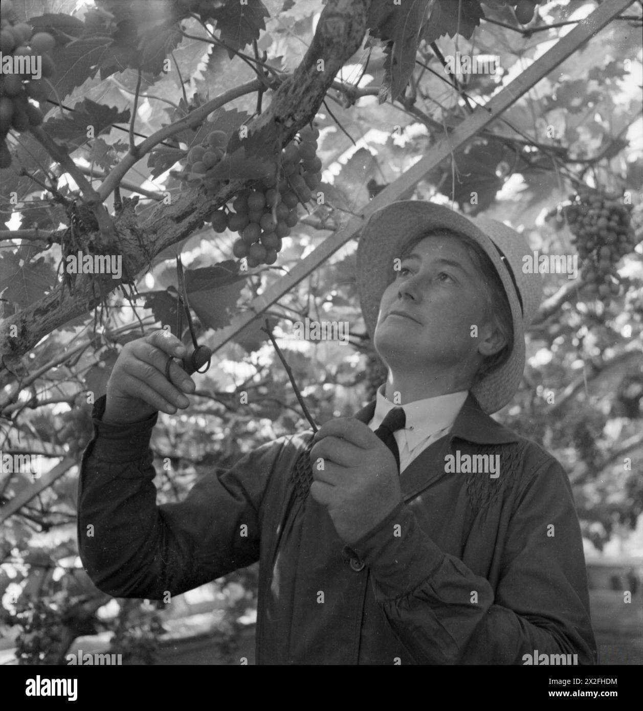 CECIL BEATON FOTOGRAFIEN: WOMEN's GARTENBAUSCHULE, WATERPERRY HOUSE, OXFORDSHIRE, 1943 - Eine Gartenbauschule für Frauen, die jetzt Studenten in allen Bereichen der Landwirtschaft und des Gartenbaus ausbildet, mit besonderem Rücksicht auf die Erzeugung krankheitsfreier Kulturen.Beatrix Havergal, Principal of Waterperry, ausgebildeter Gartenbauexperte, jetzt bildet Mädchen aus, um effiziente Gärtner und Studenten sowohl der praktischen als auch der theoretischen Seite des Gartenbaus zu werden. Hier kümmert sie sich um die Weinreben Stockfoto