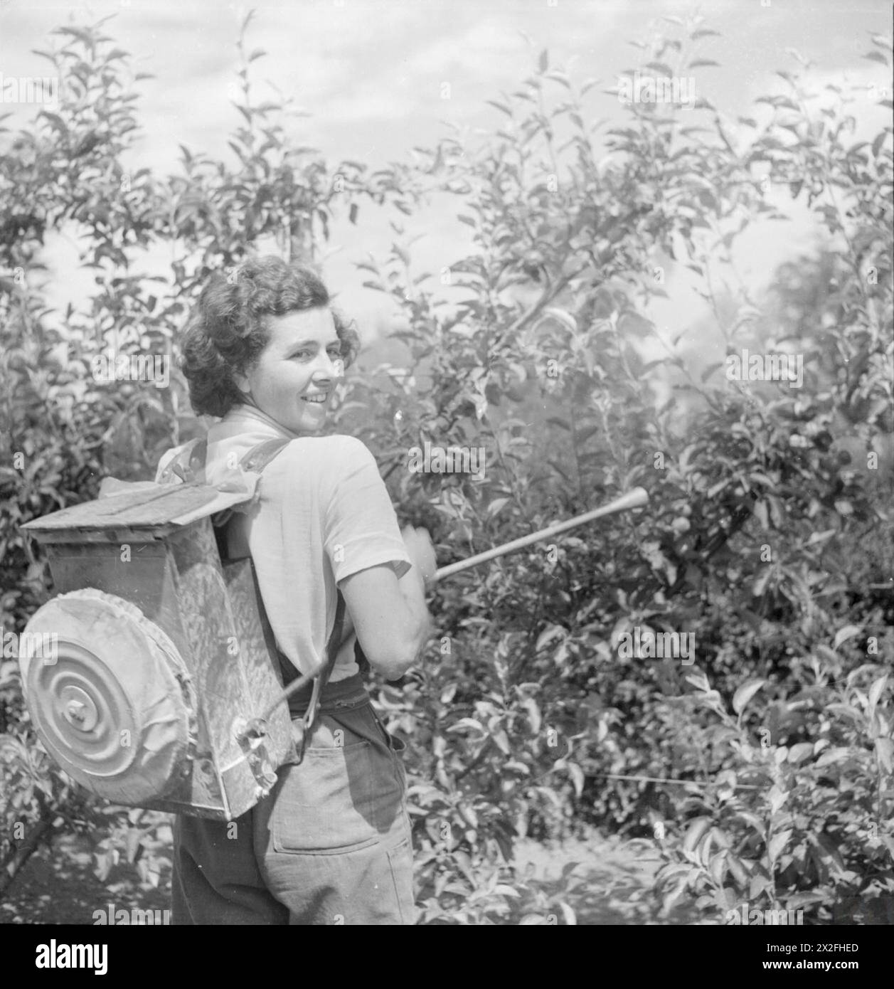 CECIL BEATON FOTOGRAFIEN: WOMEN's GARTENBAU COLLEGE, WATERPERRY HOUSE, OXFORDSHIRE, 1943 - Eine Gartenbauschule für Frauen, die jetzt Schüler in allen Bereichen der Landwirtschaft und des Gartenbaus ausbildet, mit besonderem Augenmerk auf die Erzeugung krankheitsfreier Kulturen.Staubsauger sprüht Obstbäume, um sie vor Insekten und Schädlingen zu schützen. Nico Dust ist eine der modernen Entdeckungen der Schädlingsbekämpfung. Miss Cockin, Leiterin des Obstbaupersonals, zeigt den Schülern, wie man Bäume in den Apfelplantagen richtig besprüht Stockfoto