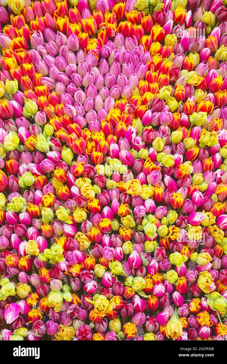 Natürlicher farbenfroher Hintergrund aus Tulpen. Stockfoto