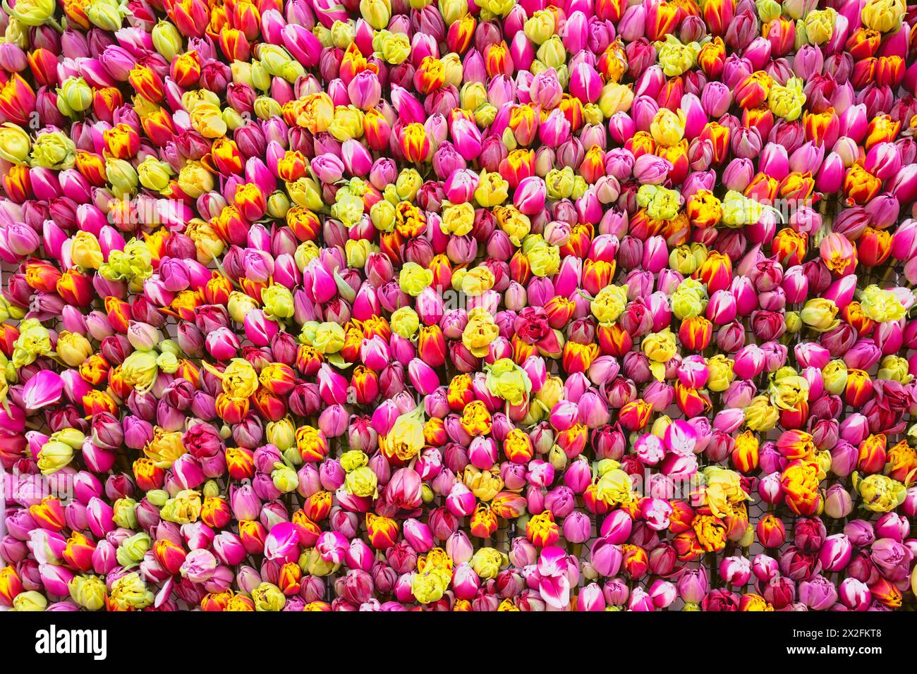 Natürlicher farbenfroher Hintergrund aus Tulpen. Stockfoto