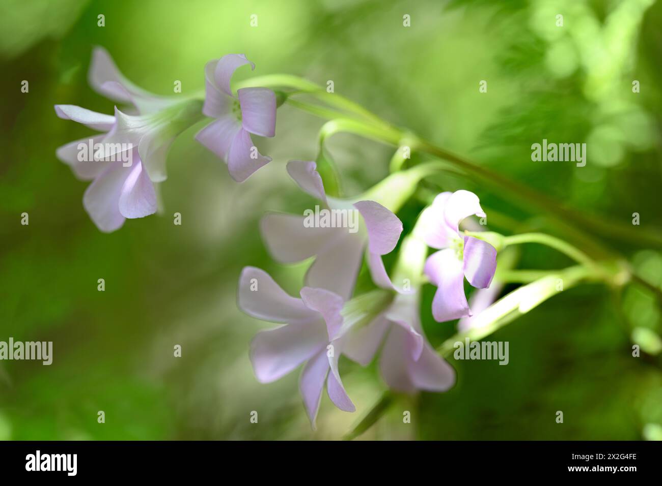 Rosafarbene Blüten eines violetten Falschschschamrock (Oxalis triangularis) Nahaufnahme des dreieckigen Blattes, fotografiert in einem Garten in Jaffa, Israel. Oxalis triang Stockfoto