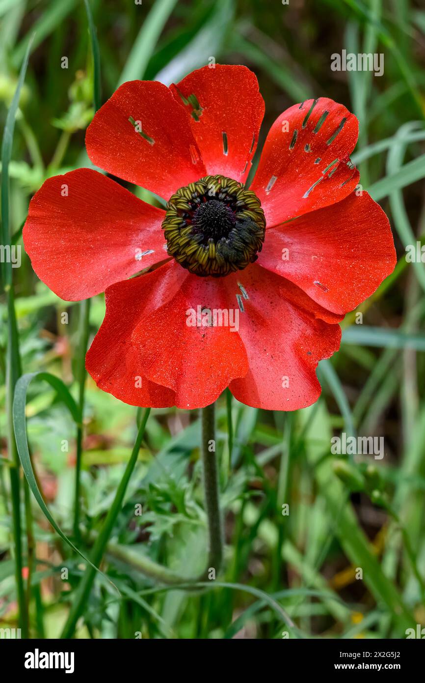 Rote Adonis palaestina (auch Adonis aleppica) häufige Bezeichnungen sind Aleppo Adonis und Fasanenauge. Fotografiert im März in Untergaliläa, Israel Stockfoto