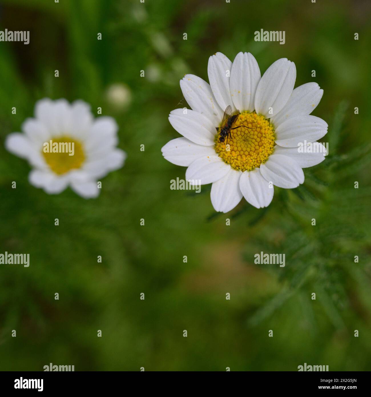 Insekten auf einer weißen und gelben Anthemis Chia Blume Anthemis ist eine Gattung aromatisch blühender Pflanzen aus der Familie der Asteraceae, die eng mit Chama verwandt ist Stockfoto