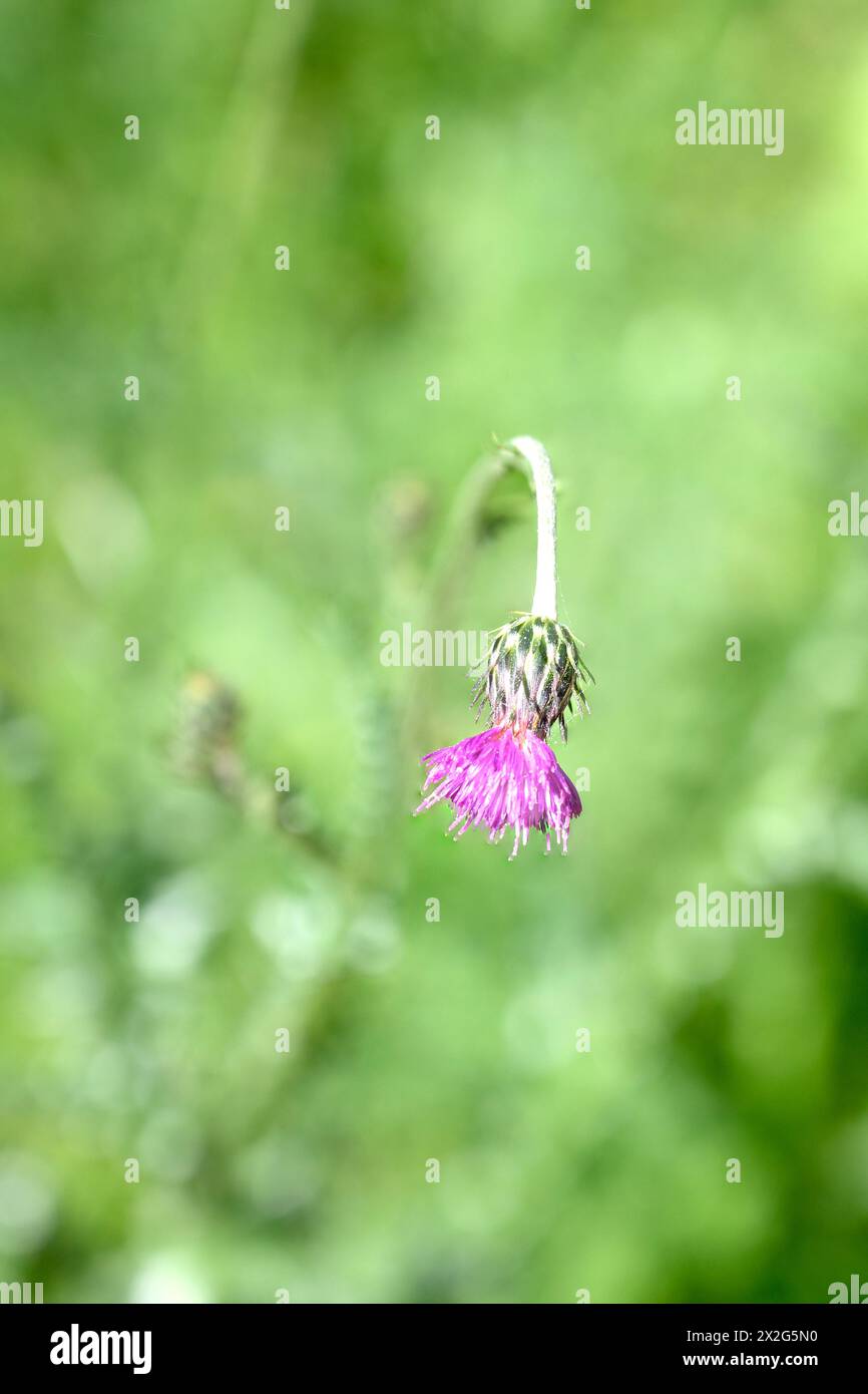 Silberdistel (Carduus argentatus), fotografiert im März in Untergaliläa, Israel, ist ein jährliches Kraut aus der Familie der Asteraceae. Stockfoto