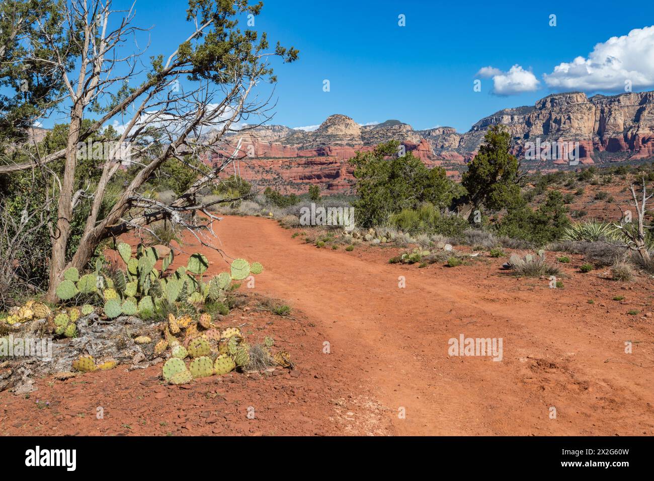 Kaktuskaktus, der entlang eines Wanderwegs und Geländewagenpfads in den roten Felsformationen rund um Sedona, Arizona, wächst Stockfoto