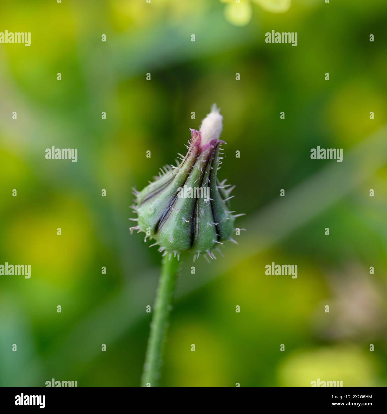 Bud von Urospermum picroides eine blühende Pflanzenart aus der Familie der Asteraceae, bekannt unter dem gebräuchlichen Namen Stachelgoldenfleece. Es ist in EURAS beheimatet Stockfoto