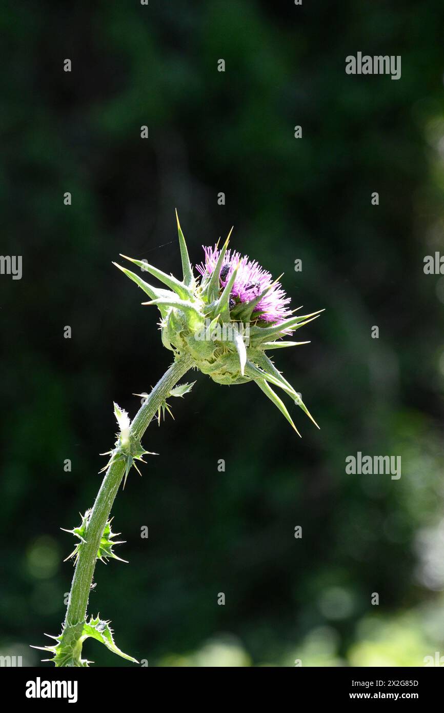 Silybum marianum unsere Lieben-Thistle, Heilige Thistle, Milch-Thistle خرفيش الجمالPhotographed im unteren Galiläa, Israel im März Silybum marianum ist ein s Stockfoto