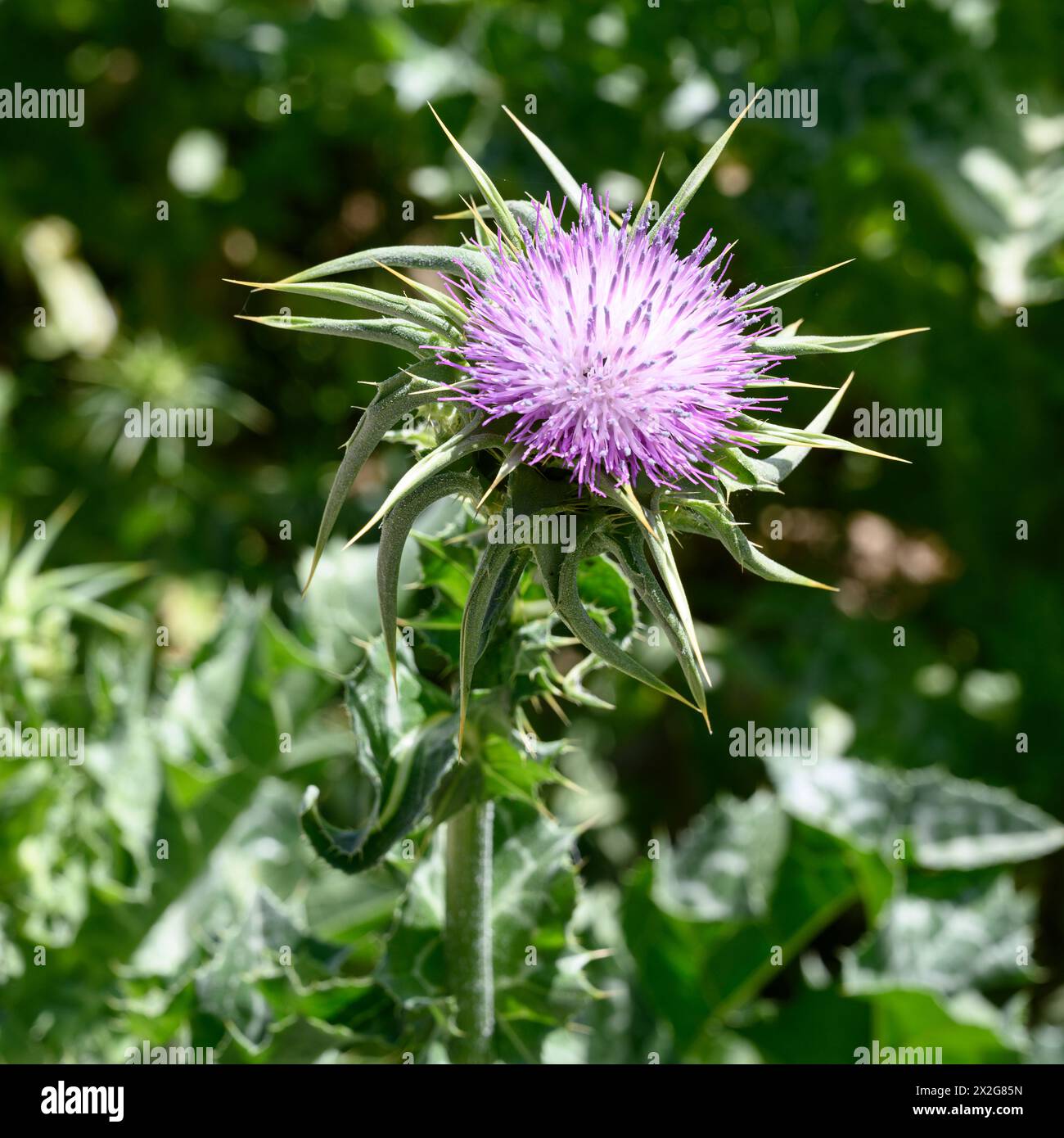Silybum marianum unsere Lieben-Thistle, Heilige Thistle, Milch-Thistle خرفيش الجمالPhotographed im unteren Galiläa, Israel im März Silybum marianum ist ein s Stockfoto