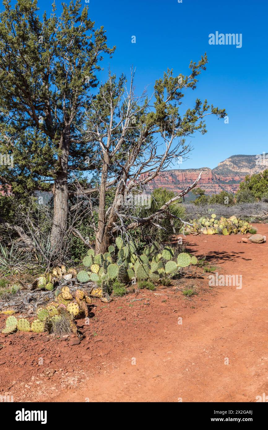 Kaktuskaktus, der entlang eines Wanderwegs und Geländewagenpfads in den roten Felsformationen rund um Sedona, Arizona, wächst Stockfoto