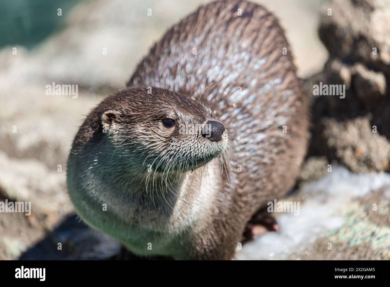 North American River Otter (Lontra canadensis) im Bearizona Wildlife Park in Williams, Arizona Stockfoto