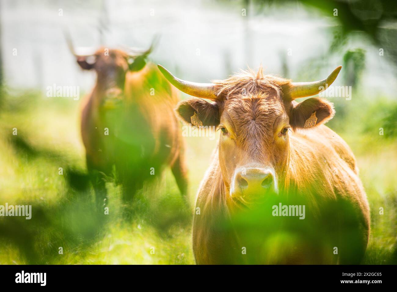 Zwei Salers-Kühe in der Natur in der Auvergne, Fotografie in Frankreich Stockfoto