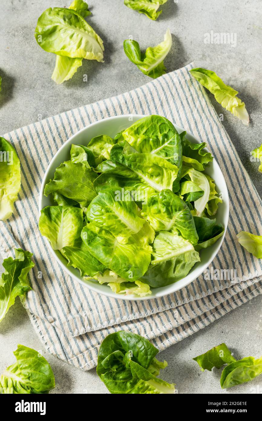 Bio-Roh-Baby-Butterhead-Salat für einen Salat Stockfoto