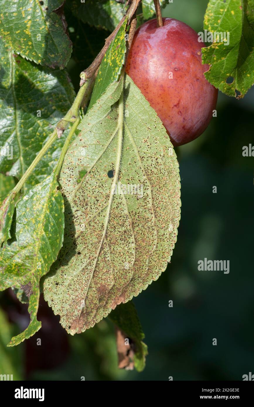 Pflaumenrost (Tranzschelia pruni-spinosae var discolor) Uredinia auf der Unterseite eines Victoria Pflaumenbaumblattes in Frucht, Berkshire, September Stockfoto