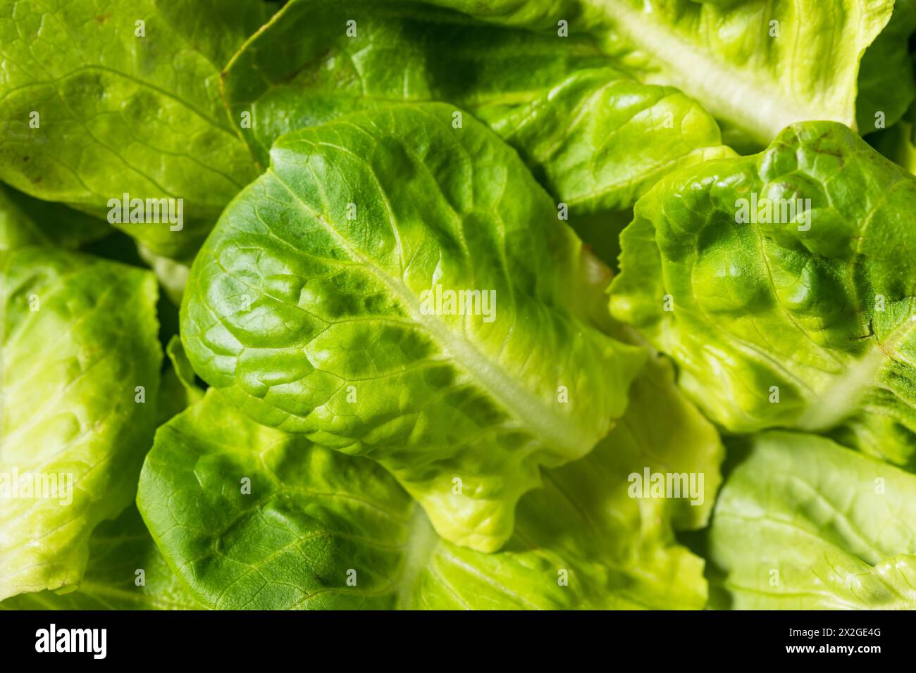 Bio-Roh-Baby-Butterhead-Salat für einen Salat Stockfoto