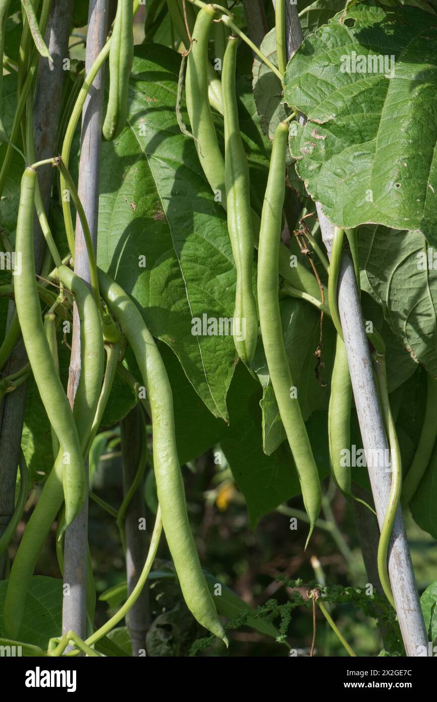 Reife kletternde Bohnen (Phaseolus vulgaris) auf Bambusstützen auf einem Gemüsegarten in Berkshire, September Stockfoto