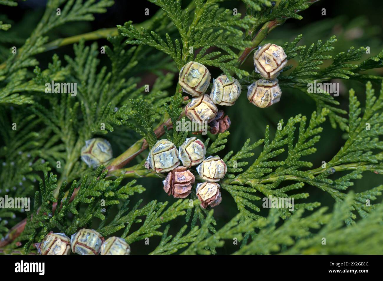 Leyland-Zypressen (Cupressus x leylandii) Samenzapfen auf hybriden Evergeeen-Nadelbäumen, die für schnell wachsende Hecken verwendet werden, Berkshire, Oktober Stockfoto