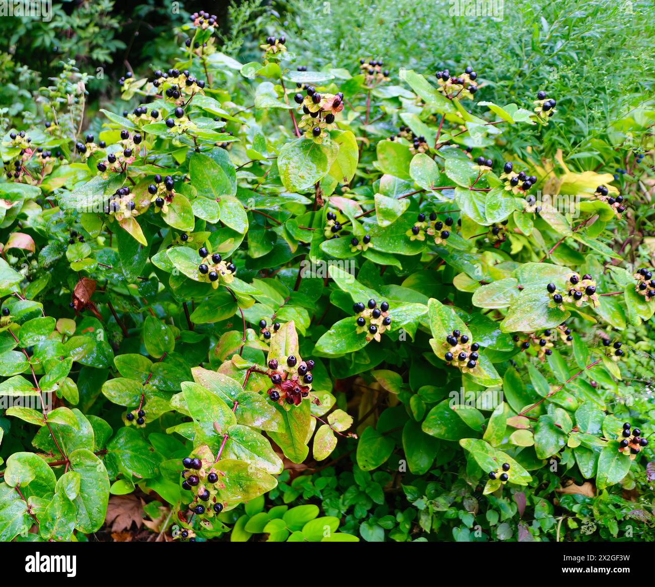 Schwarze Beeren auf einer Johanniskraut- oder Tutsan Hypericum androsaemum blühenden Pflanze Stockfoto