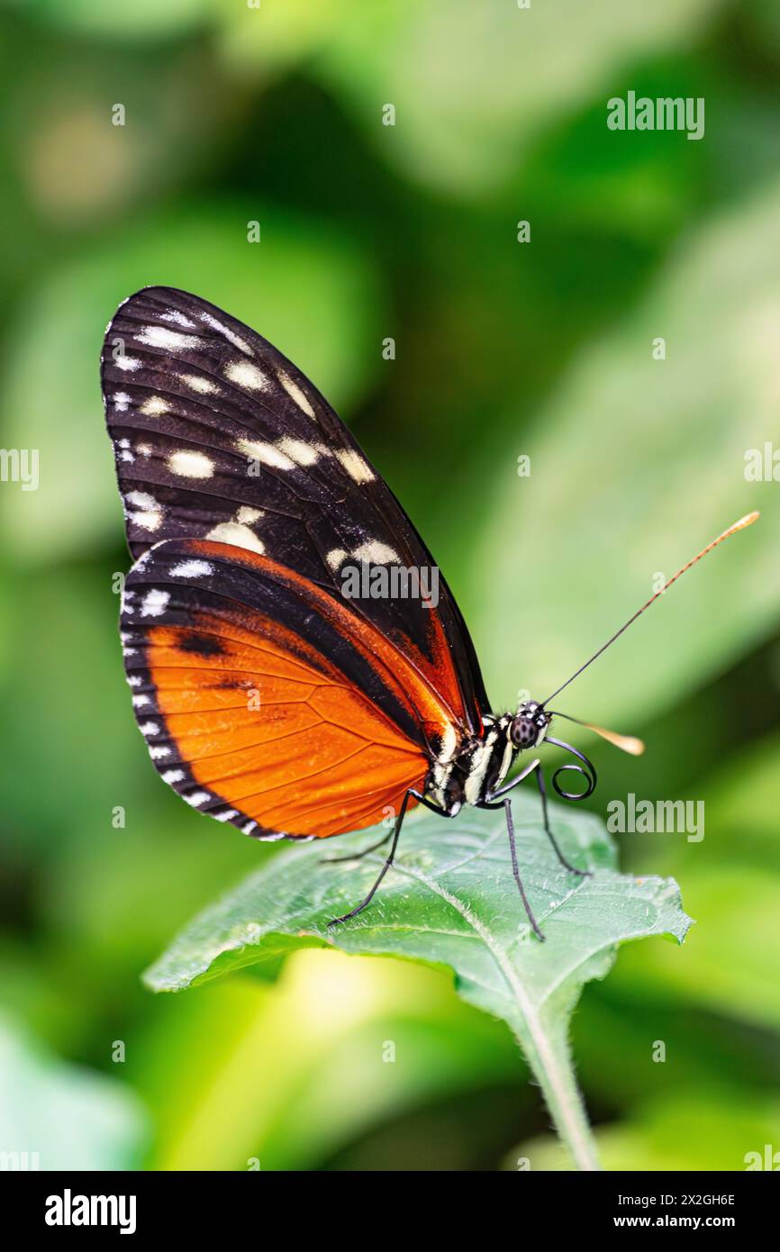 Tarricina Langflügelfalter (Tithorea tarricina), mit geschlossenen Flügeln, auf einem grünen Blatt, mit grünem Vegetationshintergrund Stockfoto